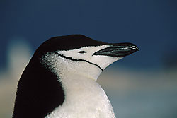 Pinguino antartico, Antartide