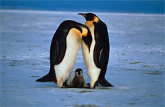 Pinguini imperatore, Antartide