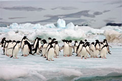 Pinguini di Adelia, Antartide