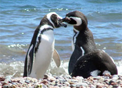Pinguini di Magellano a Punta Tombo, Argentina