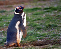 Pinguino di Magellano sull'Isola Magdalena, Patagonia Cilena