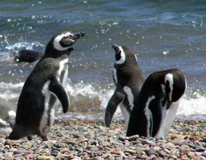 Pinguini di Magellano a Punta Tombo, Patagonia argentina
