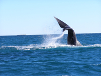 Balena franca australe, Patagonia argentina