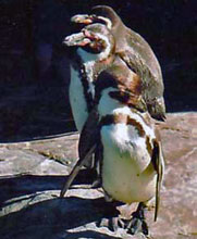 Pinguini di Humboldt, Patagonia Cilena