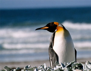 Pinguino re a Saunders, Isole Falkland