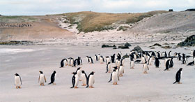 Pinguini papua a Pebble, Isole Falkland