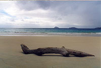 Flour Beach (spiaggia di farina) a Floreana, Isole Galapagos