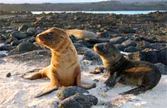 Cuccioli di leone marino a Sombrero Chino, Isole Galapagos