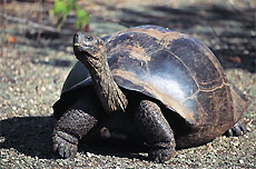 Tartaruga gigante, Isole Galapagos