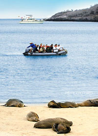 Leoni marini, Isole Galapagos