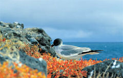 Gabbiano coda di rondine, Isole Galapagos