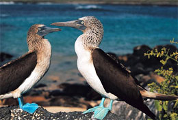 Sule piediazzurri, Isole Galapagos
