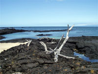 Paesaggio di Fernandina, Isole Galapagos