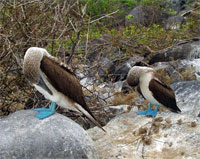 Sule dalle zampe azzurre, Isole Galapagos